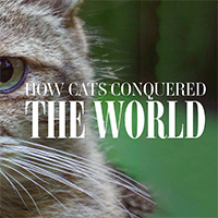 How Cats Conquered The World